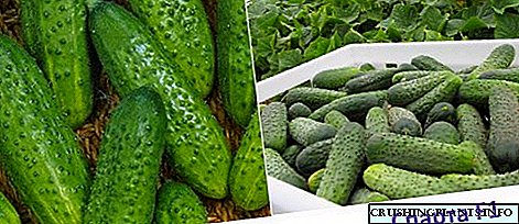 Wat is die beste saadjies van komkommers vir oop grond: die geheime van suksesvolle tuinmaak