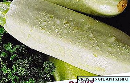 Quod zucchini eligere varietates crescere usque ad Urales montes et Siberiae
