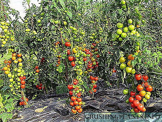 Varietiesi celebên tomato yên herî fêkî?