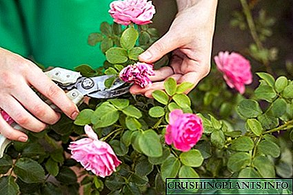 နွေရာသီအတွက်ဥယျာဉ်တော်၌နှင်းဆီပန်းအဘယျသို့ပွုစုစောငျ့ရှောကျမှုလိုအပျသလဲ?