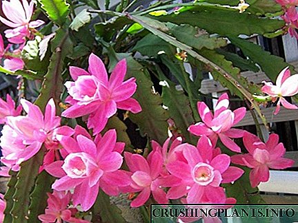 Orkide kaktus epiphyllum: bu nima?