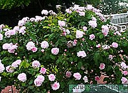Rosas canadenses: belezas imminentes do xardín