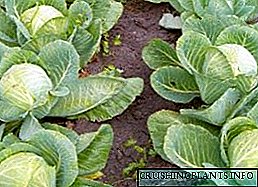 Brassica - Crescit et noctis Tutela