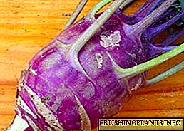 Kohlrabi brassica - pubentes herbae secreta mentis crescente stebleplod