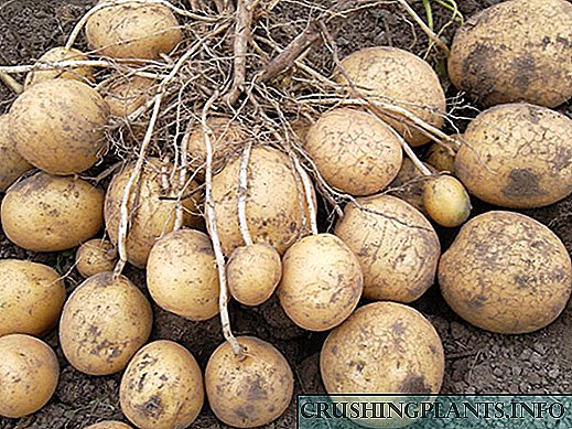 Luk krumpira - opis sorte i pravila njege