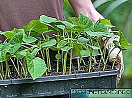 Контејнери за касети за одгледување садници од зеленчук и цветни култури