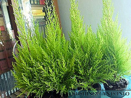 Cypress Elwoody нь маш болгоомжтой арчилгаа шаарддаг