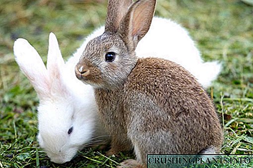 Класификација на раси од зајаци и фотографии со описи