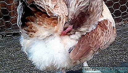 Крлежи кај кокошки - превенција и третман со природни лекови