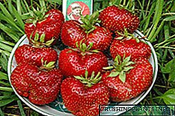 Strawberry Gigantella sa bansa