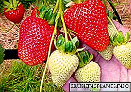Strawberry: Reifung ofhängeg vun der Varietéit