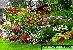 Perennial flower bed para sa mga nagsisimula