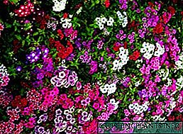 Lule lule me phlox: llojet e luleve dhe përputhshmëria e tyre me bimët e tjera