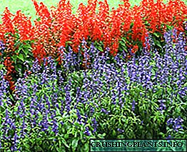 Цветно цвеќе во црвено-азурни тонови: видови и сорти на плунка за градината