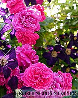 گلهای گل با گل رز - انواع سبک ها و شکل های ارزشمند ملکه