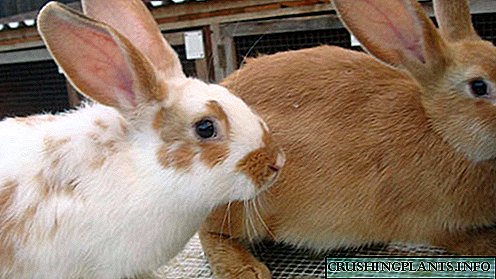خرگوشوں کو کب اور کیوں ٹیکے لگائے جائیں؟