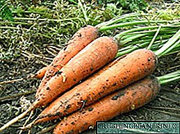 Et melior est qui seminat, seminare carrots in Siberia