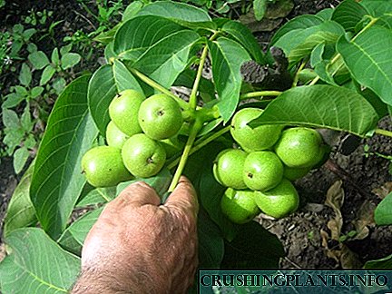 Iraha kacang ngora mimitian ngahasilkeun buah?