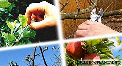 Кога да се зачинете јаболкници: времето на постапката, во зависност од времето од годината