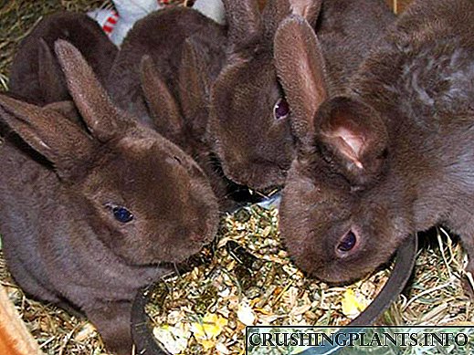 Кога да се зајакнат зајаци од зајаци - совети за почетници