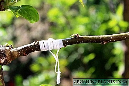 Kur të mbillni një pemë mollë: koha e vaksinimit në varësi të stinës