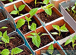 Кога да засадите пиперка за садници?