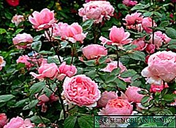 Mgbe-akụ Roses