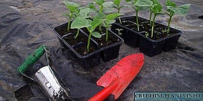 Wanneer moet u saailinge van komkommers in 'n kweekhuis plant?