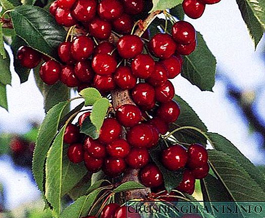 Cherry berbentuk kolom - dekorasi kebon cilik