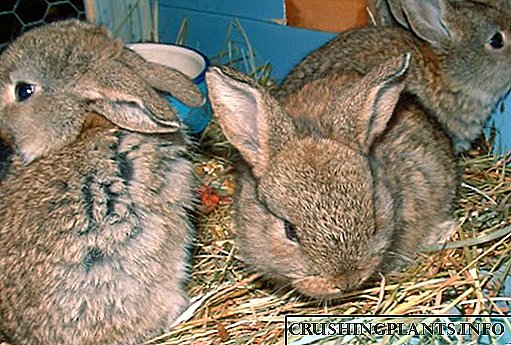 Хранењето зајаци мора да биде навремено и правилно.