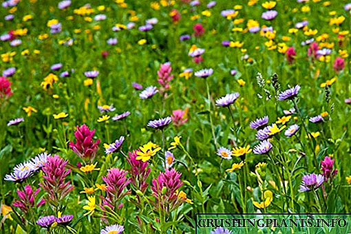 အလှအပနှင့်ရုရှားမြေယာများအသုံးပြုခြင်း - မြက်ခင်းများနှင့် wildflowers