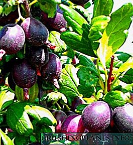 Gooseberry Grushenka - pagtatanim at pangangalaga