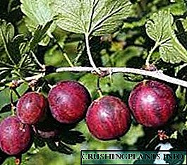 Panglima Gooseberry - tanduran lan perawatan shrubs