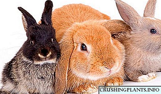 Coellos: unha selección de preguntas e respostas curtas.