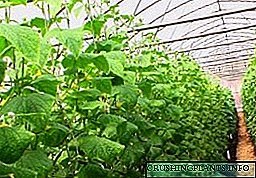 Годинашно одгледување краставици во стаклена градина