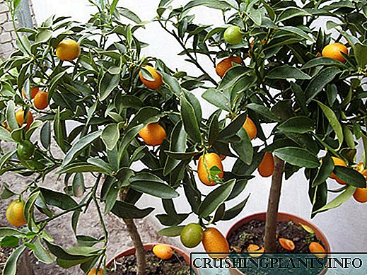 Kumquat hejme: ecoj de kultivado kaj reproduktado