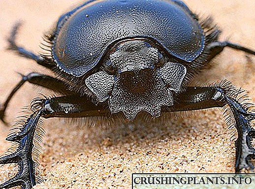Alamat ng Sinaunang Egypt - ang sagradong scarab beetle