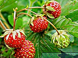 Varietas paling apik saka strawberries kanggo wilayah Moskow