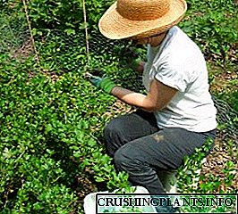 Ang pinakamahusay na mga varieties ng gooseberries at ang kanilang mga species na tampok