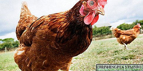 Најдобри совети за чување кокошки ако сте на работа цел ден