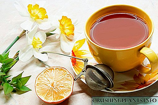 Omiljeni recepti za čaj s limunom i njegova blagotvorna svojstva