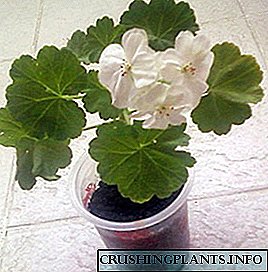 Սենյակային պայմանների geraniums- ի սիրողական բուծում