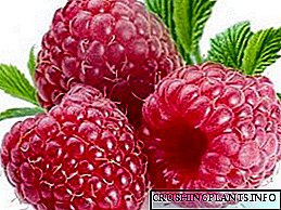 Raspberry gewéinlech - Reproduktioun a Fleeg