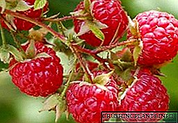 Raspberries: Penanaman anu Kitu sareng Kamanusaan sarta Studi