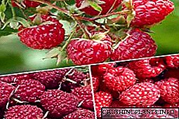 Ndandani raspberry - tanduran, tuwuh, perawatan