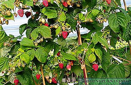 Wit-witan Tarusa raspberry - Macem-macem