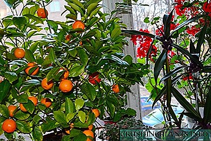 Mandarina - landare exotikoak zaintzeari buruz jakin behar duzuna
