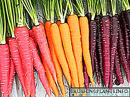 Die veelkleurige verhaal van wortels