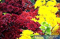 Perennial paj hauv lub vaj: Iris, peony thiab chrysanthemum
