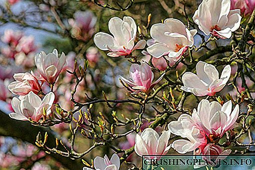 Nga momo aukati-kore o te magnolia i te hoahoa whenua